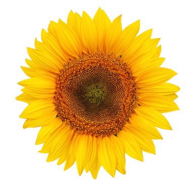 güzel sarı ayçiçeği yaprakları portre