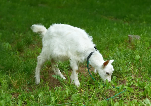 Vit goatling ligger på bete med grönt gräs — Stockfoto