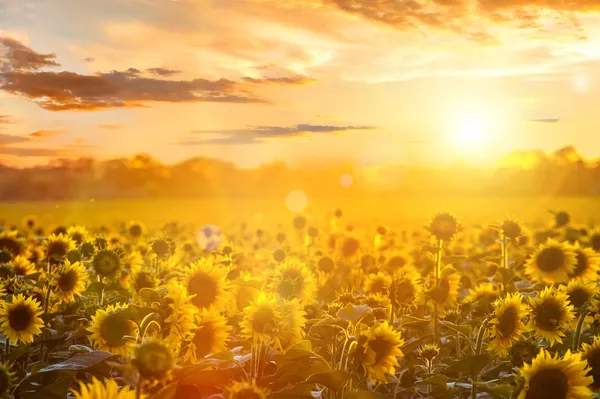 Paisagem de verão: pôr do sol beleza sobre o campo de girassóis — Fotografia de Stock