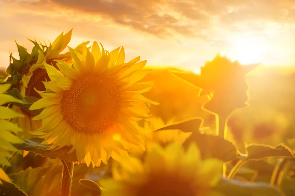 Sommarlandskap: skönhet solnedgång över solrosor fält — Stockfoto