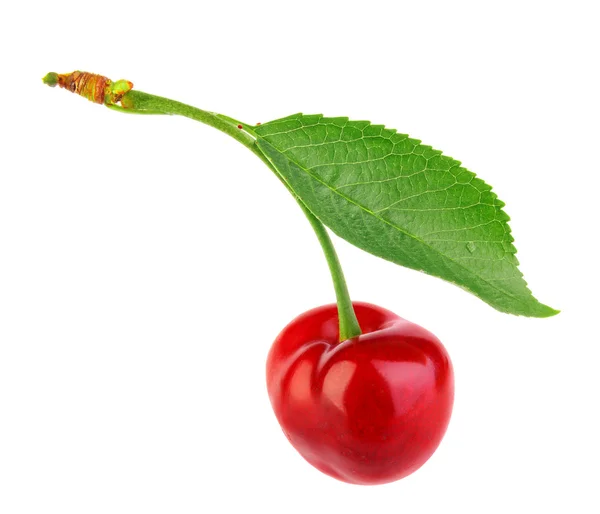 Sweet cherry izolované na bílém — Stock fotografie