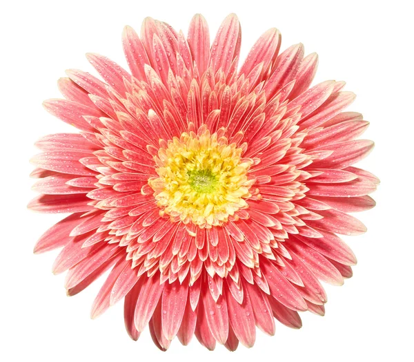 Flor de gerbera rosa. Isolado sobre fundo branco — Fotografia de Stock