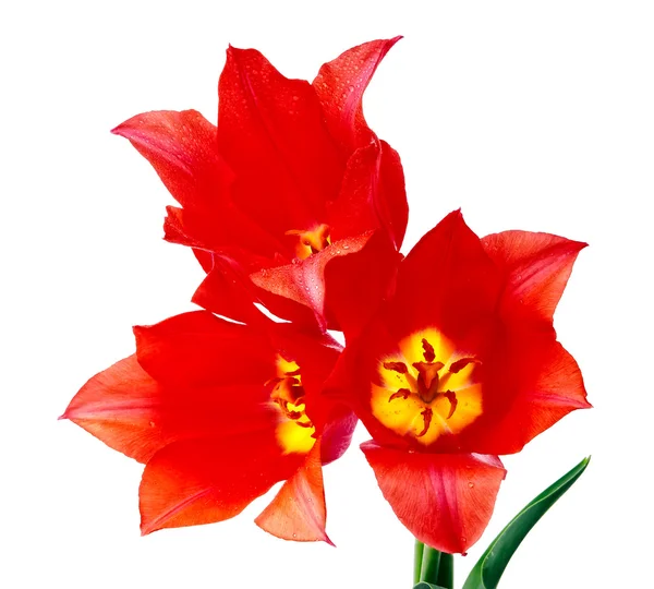 Krásná kytice tulipánů na bílém pozadí — Stock fotografie