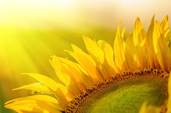 Złoty słonecznik w dziedzinie podświetlany przez promienie zachodzącego Obrazy Stockowe bez tantiem