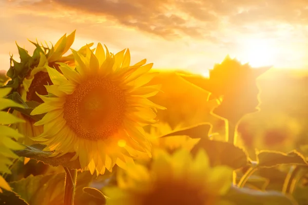 Sommerlandschaft: Sonnenuntergang über Sonnenblumenfeld Stockbild