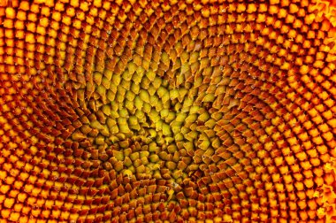 bir makro lens ile fotoğraflandı ayçiçeği.