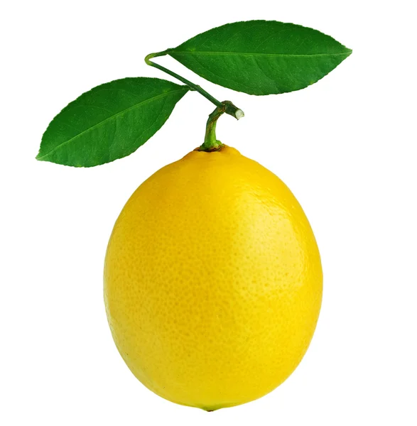 Hoja de limón —  Fotos de Stock