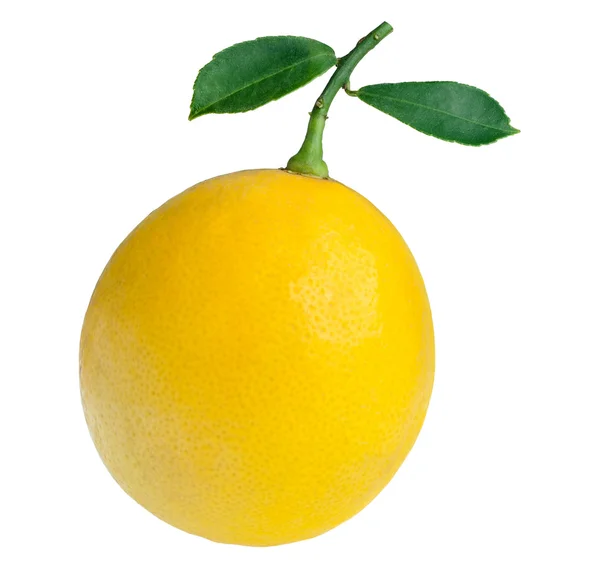 레몬 잎 — 스톡 사진