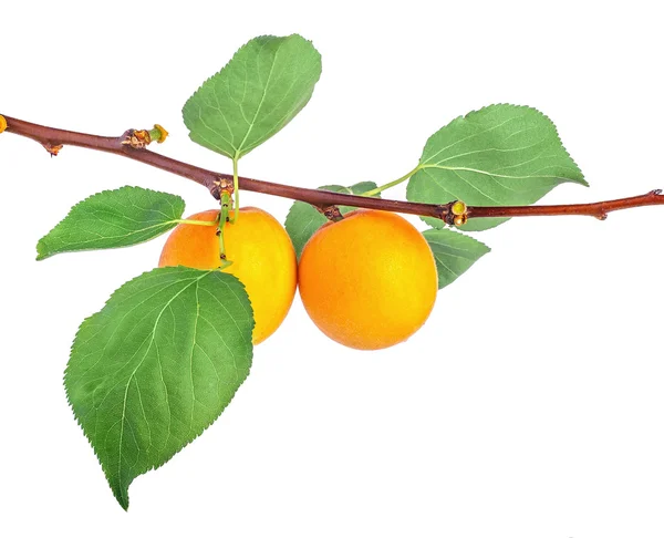 Abricots mûrs avec des feuilles sur fond blanc — Photo