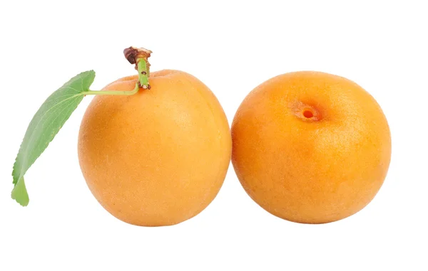Twee perziken (of abrikozen) geïsoleerd op wit — Stockfoto