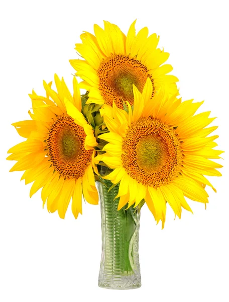 Girasoles en un jarrón de vidrio - Helianthus annuu — Foto de Stock