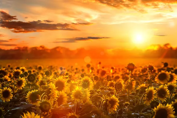 Sommerlandschaft: Sonnenuntergang über Sonnenblumenfeld Stockfoto