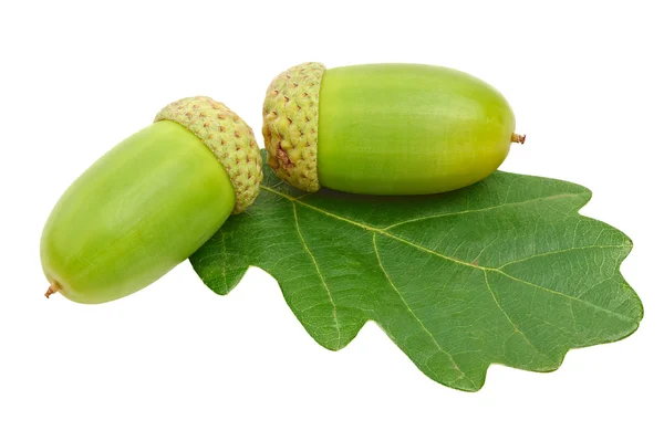 Ghiande con foglie di quercia isolate su bianco — Foto Stock