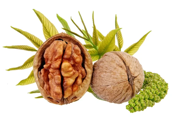 Walnuts — Stock Photo, Image