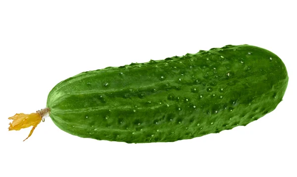 Свіжий зелений огірок на білому тлі — стокове фото