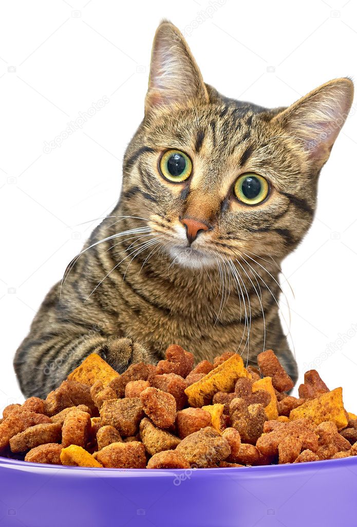 Cat eating dry cat food from metal bowl