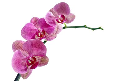 Pembe çizgili orkide çiçeği, izole.