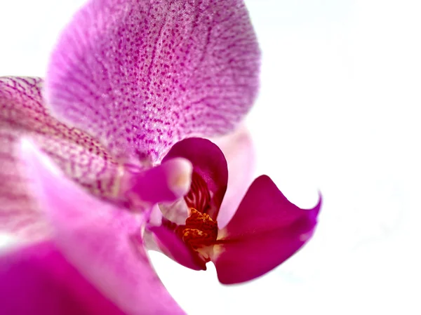 ピンク色の縞蘭の花、孤立 — ストック写真