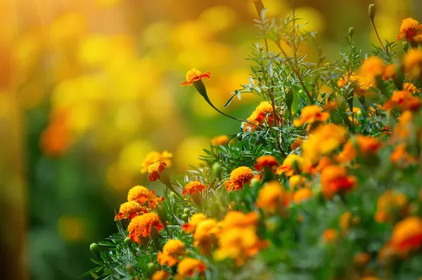 Beautiful Marigolds (tagetes) — Stock Photo, Image