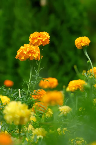Beautiful Marigolds (tagetes) — Stock Photo, Image