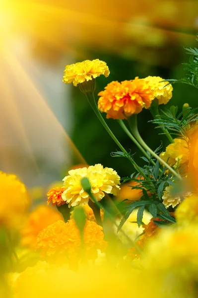 Piękne nagietki (tagetes) — Zdjęcie stockowe