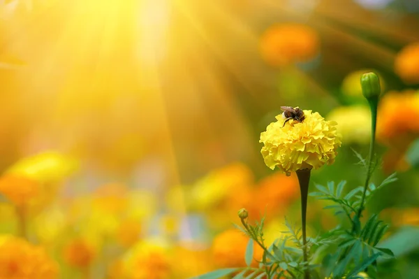 Bumblebee on a yellow flower marigold — Stock Photo, Image