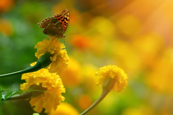 Monarkfjärilen på den gula ringblomma i highkey — Stockfoto