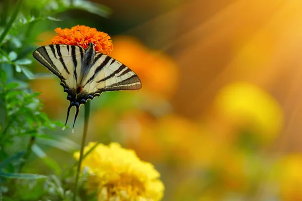 Krásný tagetes erecta květinové pole a motýl — Stock fotografie