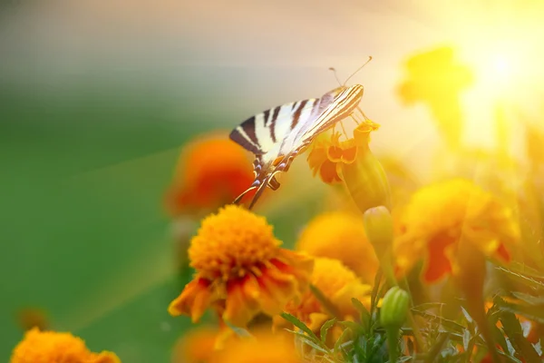 Vackra tagetes erecta blomma fältet och fjäril — Stockfoto