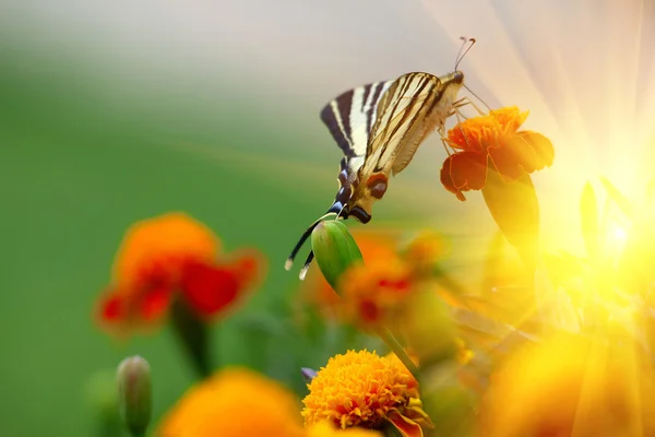 Belo campo de flores Tagetes erecta e borboleta — Fotografia de Stock