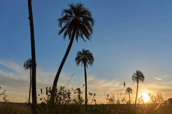 Butia Yatay Palm Grove Sunset Rural Landscape Entre Rios Argentina — Stock Photo, Image