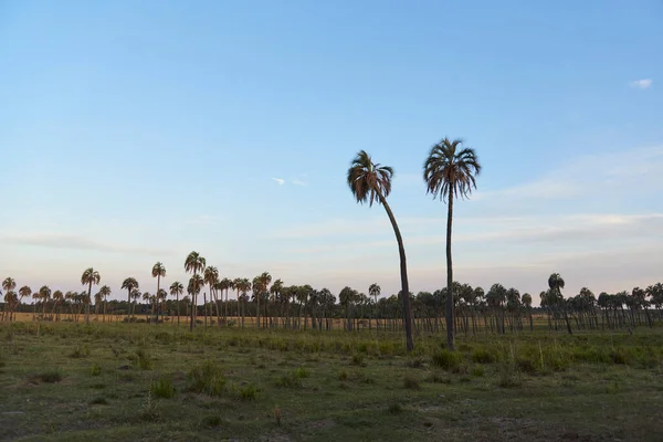 日没のブティア ヤタイヤシの木 アルゼンチンのEntre Riosの農村風景 農村観光 自然旅行 自然植物種の屋外と保護の楽しさ — ストック写真