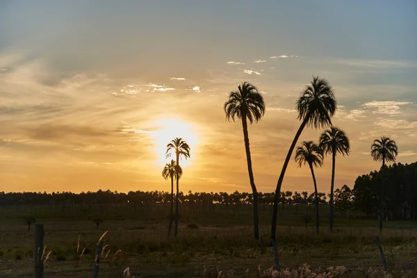 Butia Yatay Palm Grove Sunset Rural Landscape Entre Rios Argentina — Stock Photo, Image