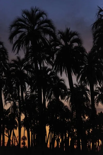 Natural Background Butia Yatay Palm Tree Silhouettes Dramatic Sky Dusk — Stock Photo, Image