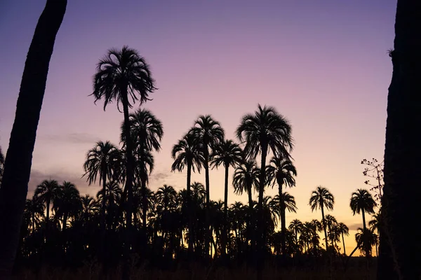 Butia Yatay Palm Silhouettes Sunset Beautiful Landscape Entre Rios Argentina — Stock Photo, Image