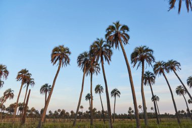 Gün batımında Butia yatay palmiye bahçesi, Entre Rios, Arjantin kırsal alanı. Konseptler: kırsal turizm, doğa seyahati, açık havanın keyfi ve yerli botanik türlerinin korunması.