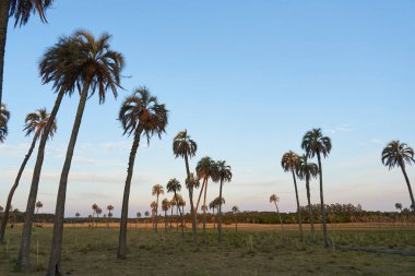 Gün batımında Butia yatay palmiye bahçesi, Entre Rios, Arjantin kırsal alanı. Konseptler: kırsal turizm, doğa seyahati, açık havanın keyfi ve yerli botanik türlerinin korunması.