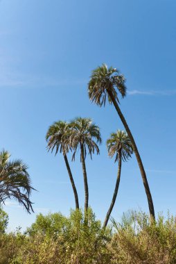 El Palmar Ulusal Parkı, Entre Rios, Arjantin 'de, Butia yatay palmiye ağacının bulunduğu korunaklı bir alan. Konseptler: doğa seyahati, açık havanın keyfi, yerli türlerin korunması.