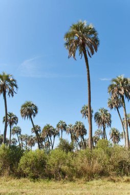 El Palmar Ulusal Parkı, Entre Rios, Arjantin 'de, Butia yatay palmiye ağacının bulunduğu korunaklı bir alan. Konseptler: doğa seyahati, açık havanın keyfi, yerli türlerin korunması.