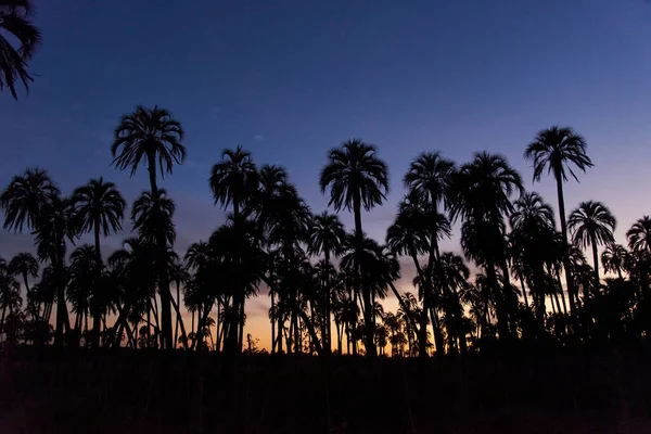 Butia Yatay Palm Silhouetten Bij Zonsondergang Landelijk Landschap Entre Rios — Stockfoto