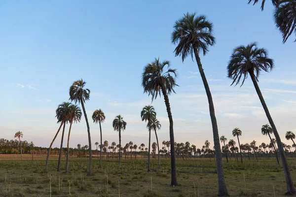 Butia Yatay Palm Grove Sunset Rural Landscape Entre Rios Argentina — Stock Photo, Image