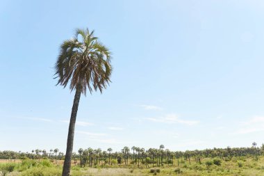 El Palmar Ulusal Parkı, Entre Rios, Arjantin 'de, Butia yatay palmiye ağacının bulunduğu korunaklı bir alan. Konseptler: doğa seyahati, açık havanın keyfi, yerli türlerin korunması.