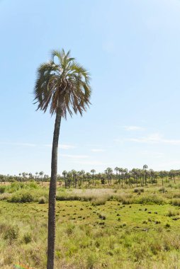 El Palmar Ulusal Parkı, Entre Rios, Arjantin 'de, Butia yatay palmiye ağacının bulunduğu korunaklı bir alan. Konseptler: doğa seyahati, açık havanın keyfi, yerli türlerin korunması.