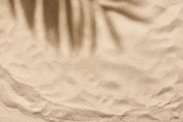 Тропічний Дизайн Плоскої Поклади Концепцію Літа Пляжу Відпустки Тінь Пальмового — стокове фото