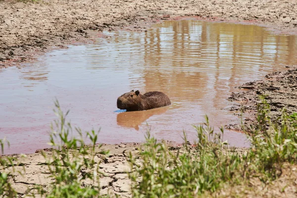 Capybara Hydrochoerus Hydrochaeris Largest Living Rodent Native South America Water — Stock Photo, Image