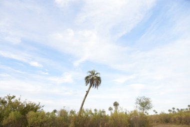 El Palmar Ulusal Parkı, Entre Rios, Arjantin, Butia yatay palmiyesinin bulunduğu doğal koruma alanı. Konseptler: doğa yolculuğu, yerli türlerin korunması.