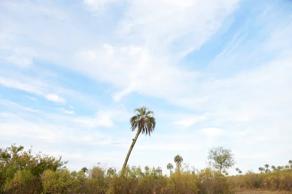 Palmar National Park Entre Rios Argentina Natural Protected Area Endemic — Stock Photo, Image