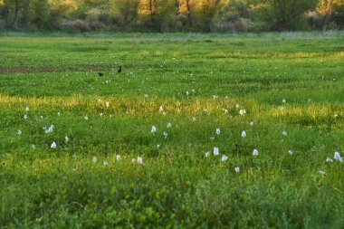 Birçok Doğal Alanı Kullanan Göl, Kuş Parkı Nehri, Parque Rio de los Pajaros, Kolon, Entre Rios, Arjantin.