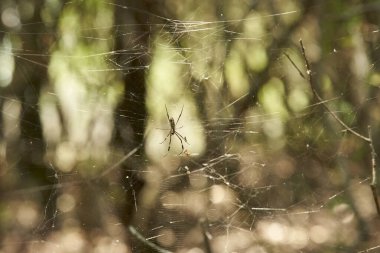Trichonephila clavipes, eski adıyla Nephila clavipes, yaygın olarak altın ipek örümceği, altın ipek ya da muz örümceği olarak bilinir, Arjantin 'in Entre Rios kentindeki ağında..