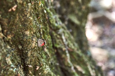 Diaethria candrena candrena, 80, 80 olarak bilinen beyaz, siyah ve kırmızı bir kelebek, çünkü kanatlarının eşsiz tasarımı var. El Palmar Ulusal Parkı, Entre Rios, Arjantin.